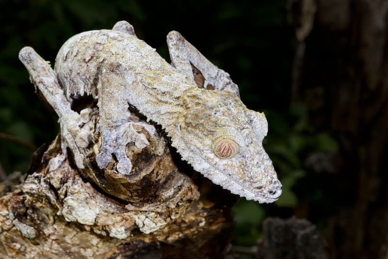 Giant leaf-tail gecko, marozevo, madagascar. Giant leaf-tail gecko, marozevo, madagascar