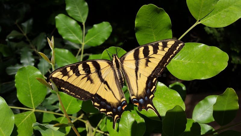 Gigantyczny Tygrysi Swallowtail motyl na zieleni Opuszcza Wysoka Rozdzielczość zdjęcie royalty free Gigantyczny Tygrysi Swallowtail motyl na zieleni Opuszcza Wysoka Rozdzielczość zdjęcie royalty free