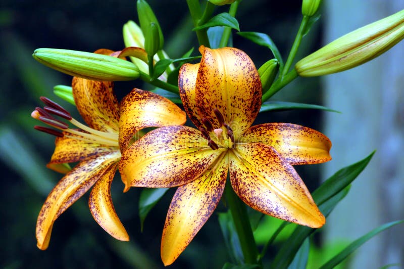 Beautful ornage and brown Tiger Lillies bloom in tropical setting. Beautful ornage and brown Tiger Lillies bloom in tropical setting.