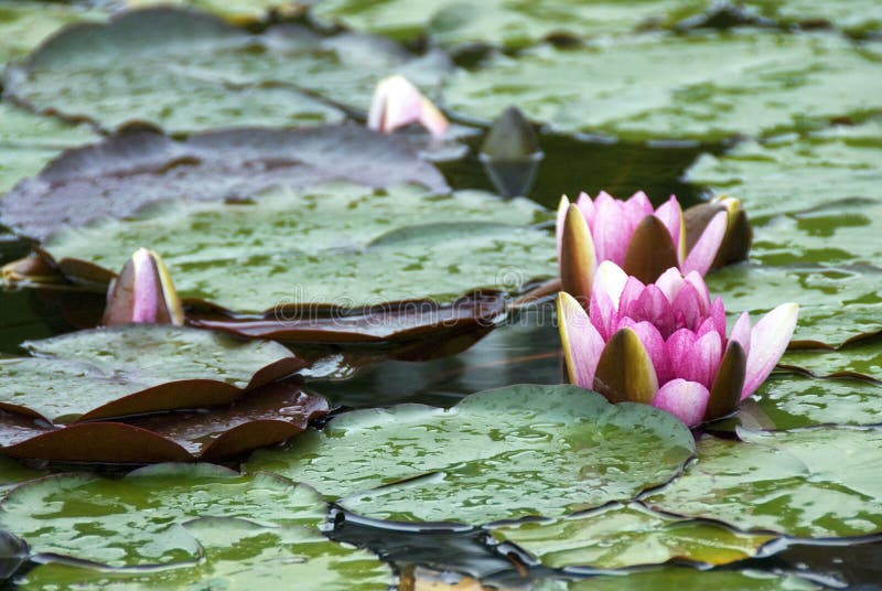 Water Lily in a pond. Water Lily in a pond
