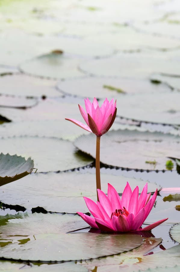 Galleggiante Flower Flower Flower Giglio: 2 Pz Lotus Flower Pond Piscina Decor Acquario Acquario Decorazione Del Giglio For La Casa Patio All'aperto Pond Aquarium Decorazioni For Feste Di Nozze