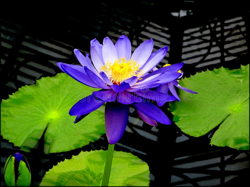 Ninfea viola immagine stock