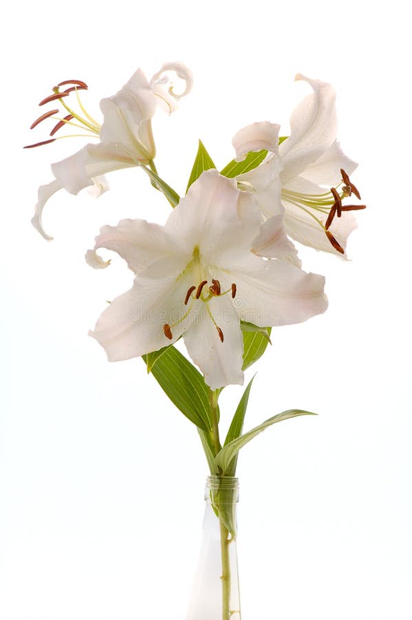 Giglio di madonna bianco immagine stock libera da diritti