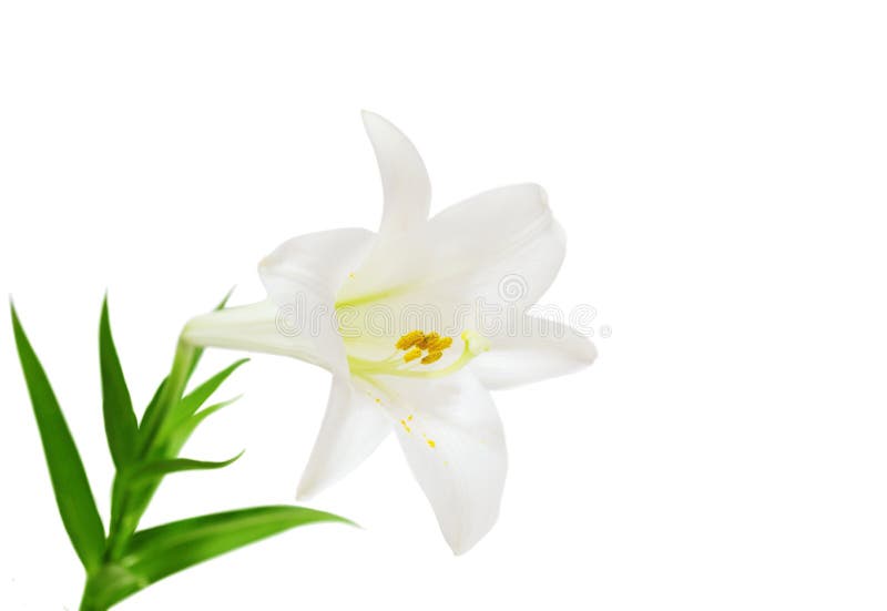 Giglio di Pasqua immagine stock libera da diritti