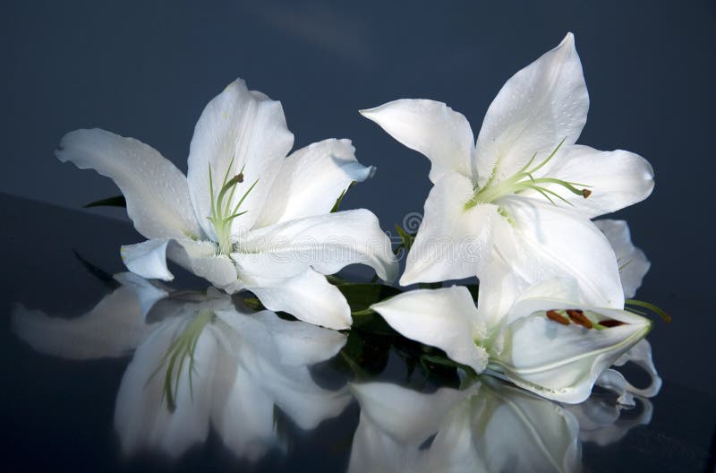 Gigli di Pasqua immagini stock libere da diritti