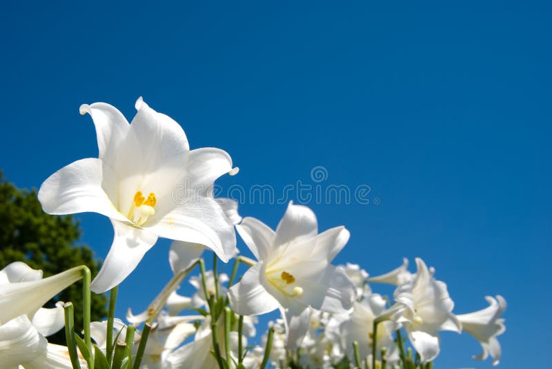 Giglio di Pasqua fotografie stock