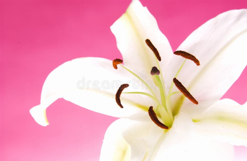 Giglio pasquale fotografie stock