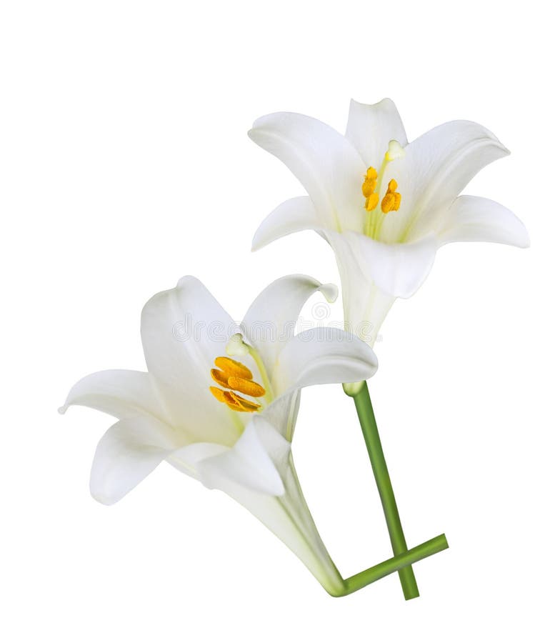 Giglio di Pasqua fotografia stock