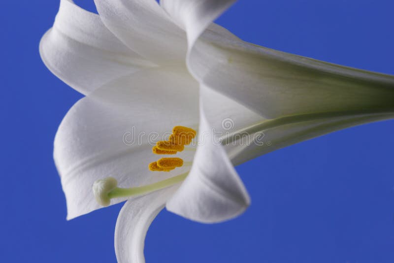 Giglio pasquale immagine stock libera da diritti