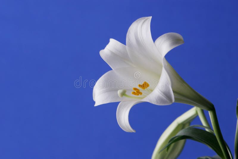 Gigli di Pasqua fotografia stock libera da diritti