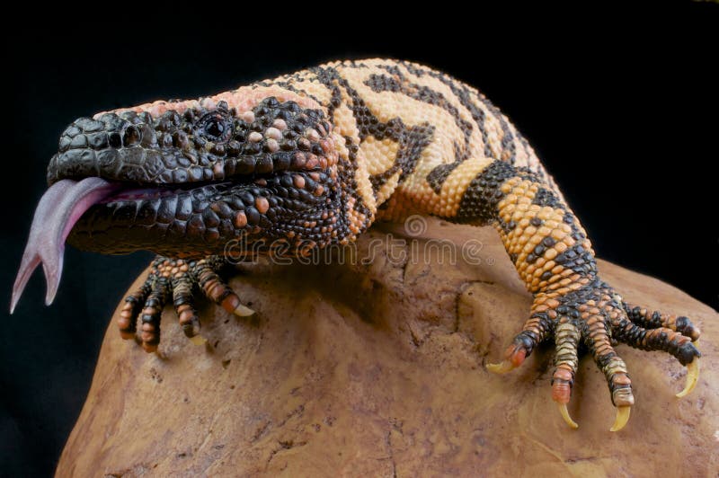 Monstruo es un la mayoría venenoso lagarto un poco del mundo.