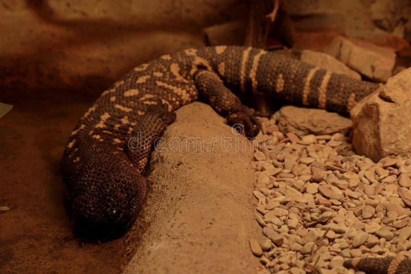 Gila monster, Heloderma suspectum, venomous lizard from the USA and Mexico sleeping hidden in the rocky cave. Gila monster, Heloderma suspectum, venomous lizard from the USA and Mexico sleeping hidden in the rocky cave.