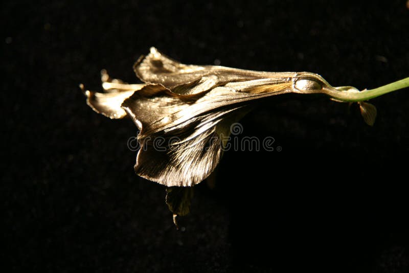 Gilding the Lily stock image. Image of lilly, gild, flower 7769189