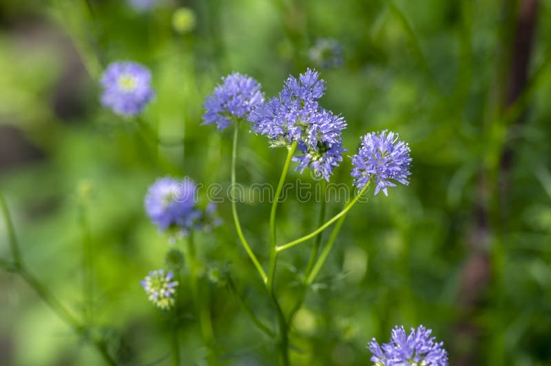 Gilia capitata blue beautiful flowering plant, blue-thimble-flowers in bloom, amazing wildflower, blue field gilia flower heads