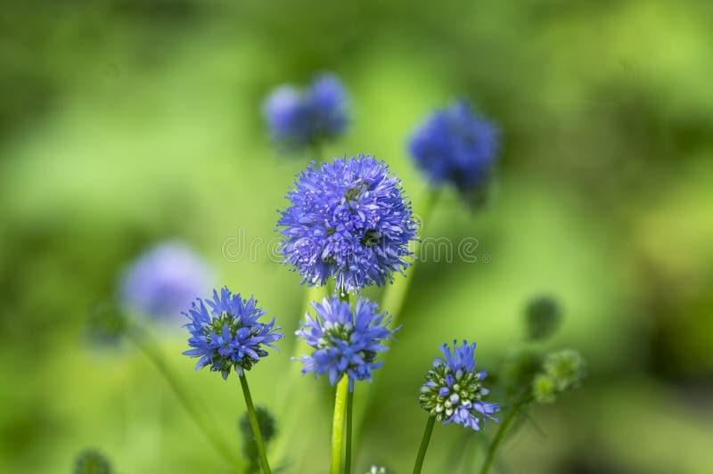 Gilia capitata blue beautiful flowering plant, blue-thimble-flowers in bloom, amazing wildflower, blue field gilia flower heads