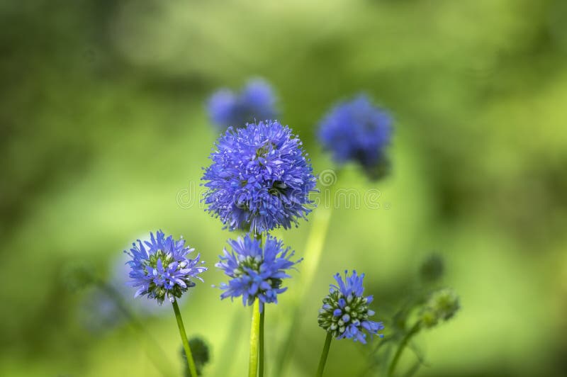 Gilia capitata blue beautiful flowering plant, blue-thimble-flowers in bloom, amazing wildflower, blue field gilia flower heads