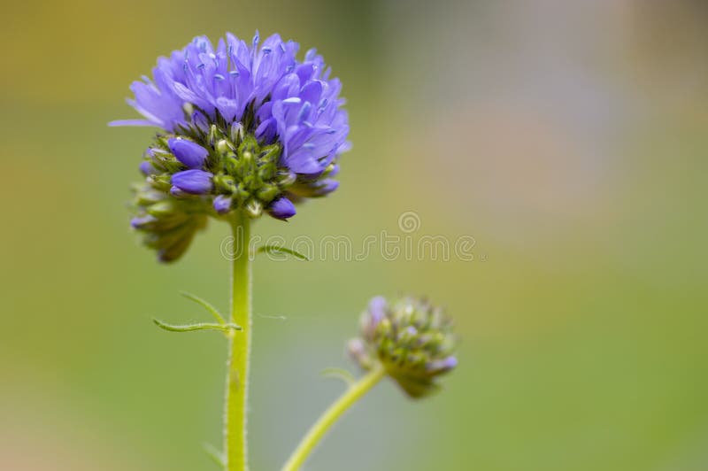 Gilia capitata blue beautiful flowering plant, blue-thimble-flowers in bloom, amazing wildflower flowerhead