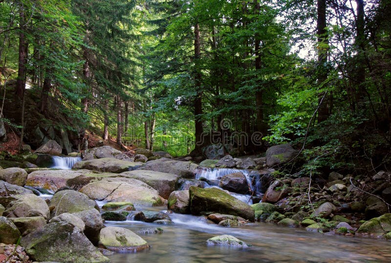 Gill in the forest