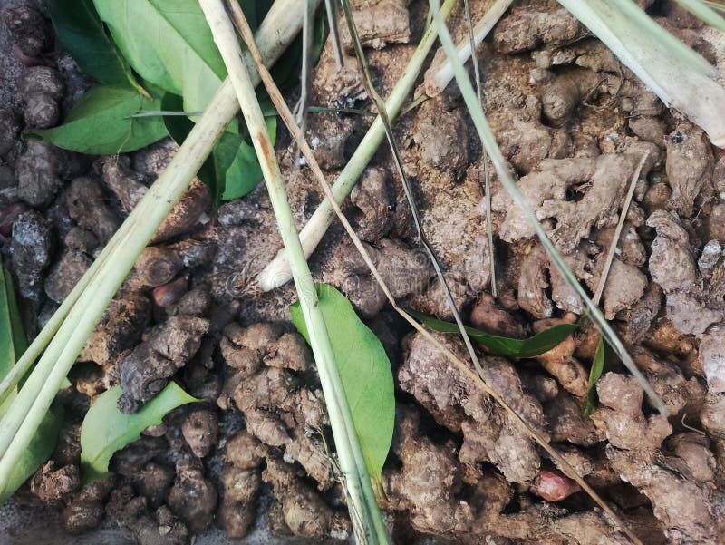 Gingembre frais et herbes aromatiques image libre de droits
