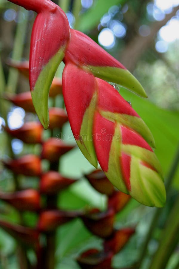 Ginger Blossom at a Botanical Garden Stock Image Image of pollination