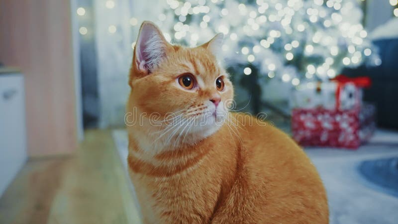 Ginger British Shorthair Chat Poser Près De L'Arbre De Noël clips vidéos