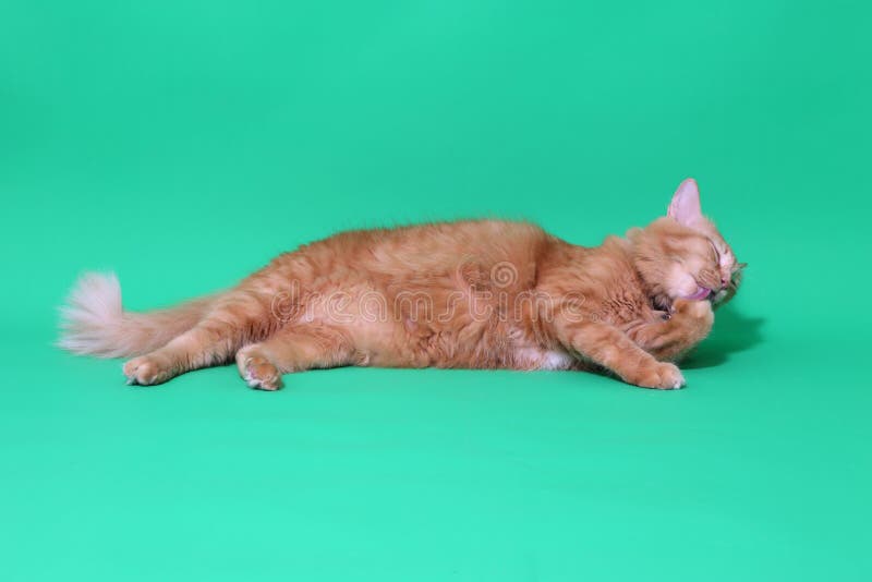 Ginger Cat immagine stock