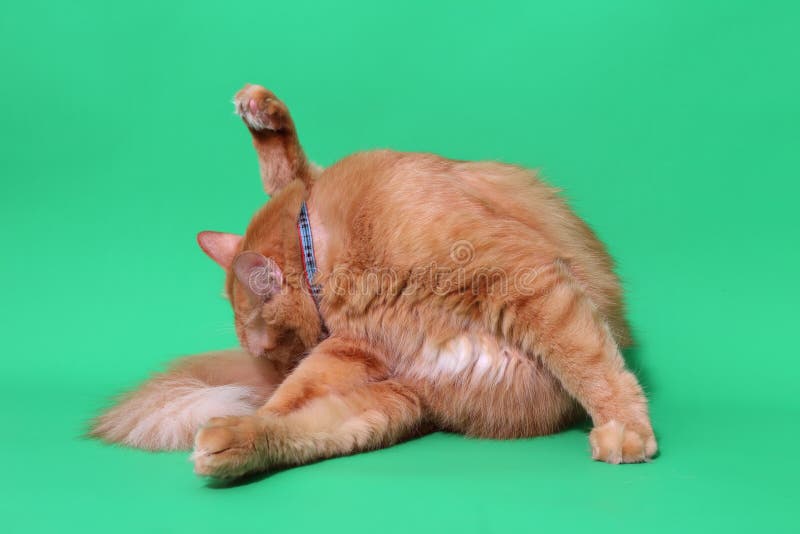 Ginger Cat immagini stock
