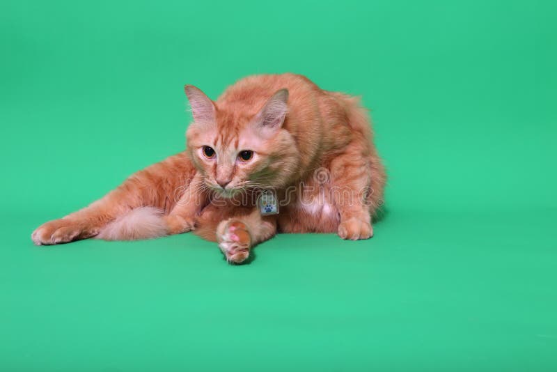 Ginger Cat fotografie stock