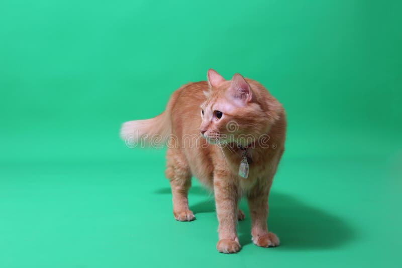 Gatto Rosso fotografia stock