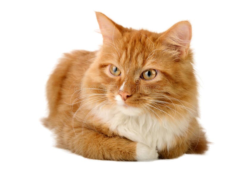 Ginger cat stock image. Image of whiskers, fuzzy, ginger 28063135