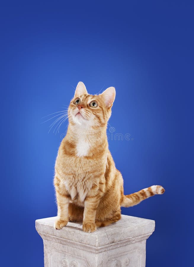 Ginger Cat stock photo. Image of feline, senior, sitting 45555060