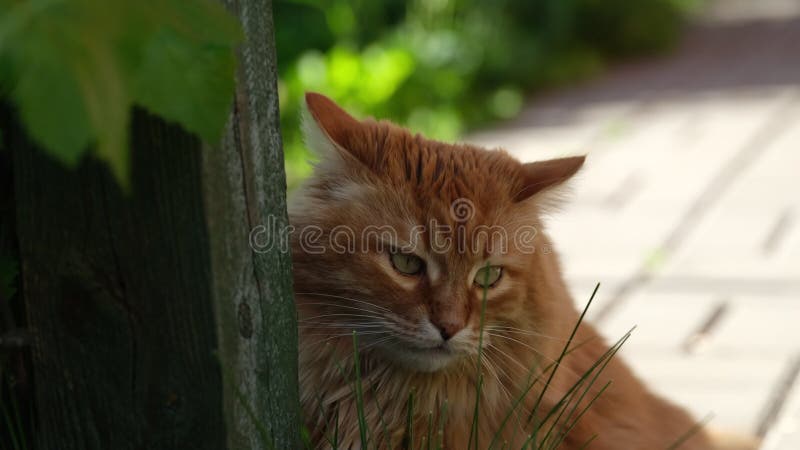 Ginger cat assis près d'un poteau en bois à l'extérieur, dans la journée ventée d'été banque de vidéos