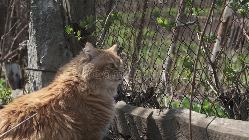 Ginger cat assis près de la clôture de la chaîne ancienne à l'extérieur. banque de vidéos