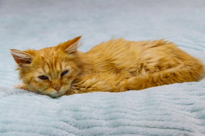 Ginger cat on bed at home stock image. Image of animal 242729387