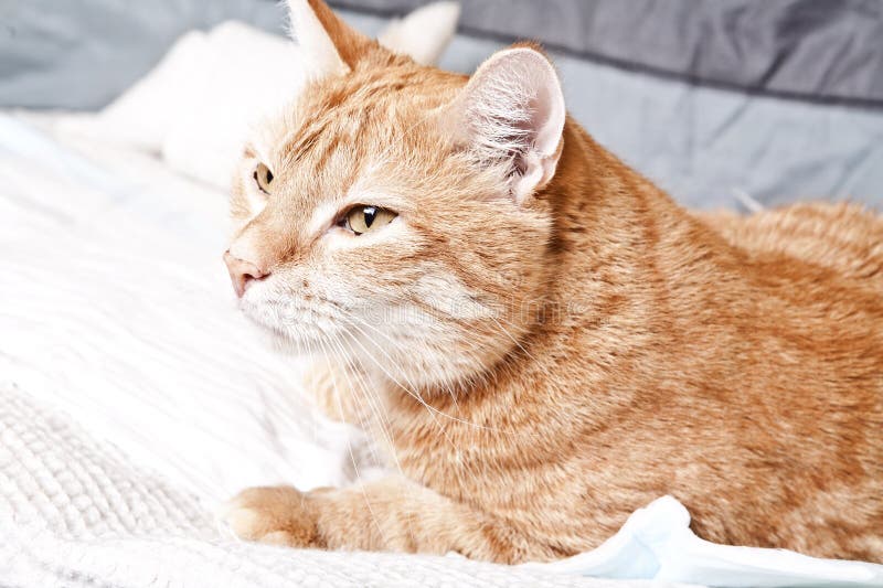 Ginger cat with broken leg