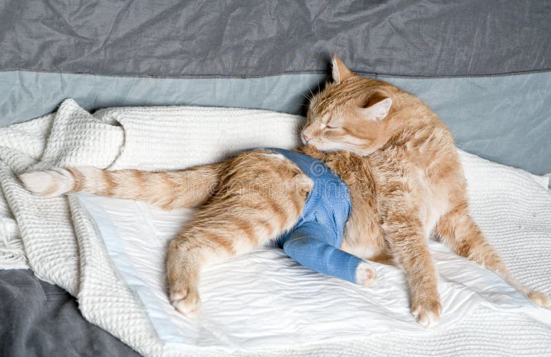 Ginger cat with broken leg