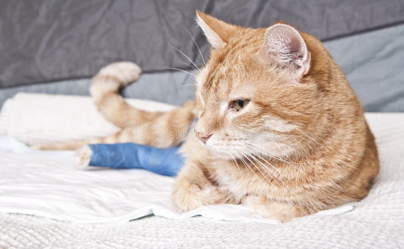 Ginger cat with broken leg