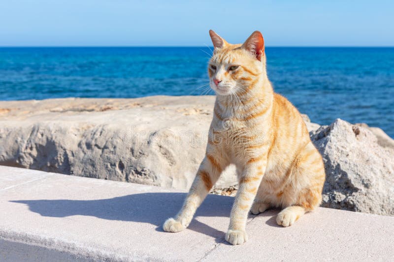 Ginger cat on the coast stock image. Image of young 278034515