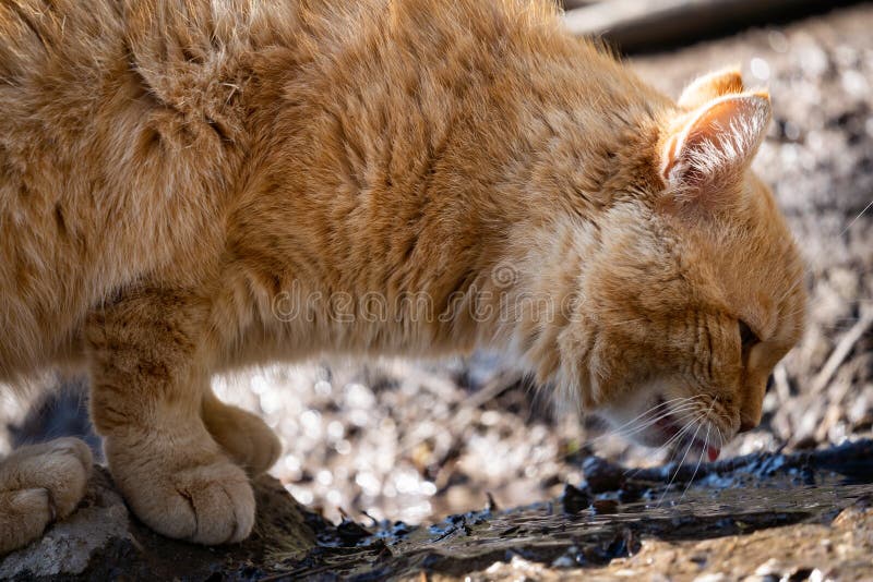 A Ginger Cat Drinks from a Small River Closeup. the Cat Eagerly Drinks