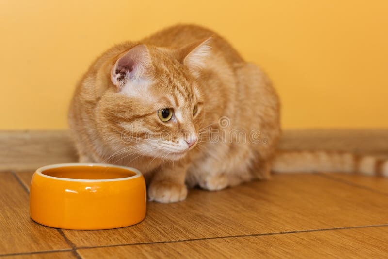 Ginger cat eating dry food stock photo. Image of appetite 65909352