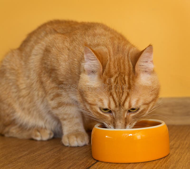 Ginger cat eating food stock photo. Image of care, eating 65909250