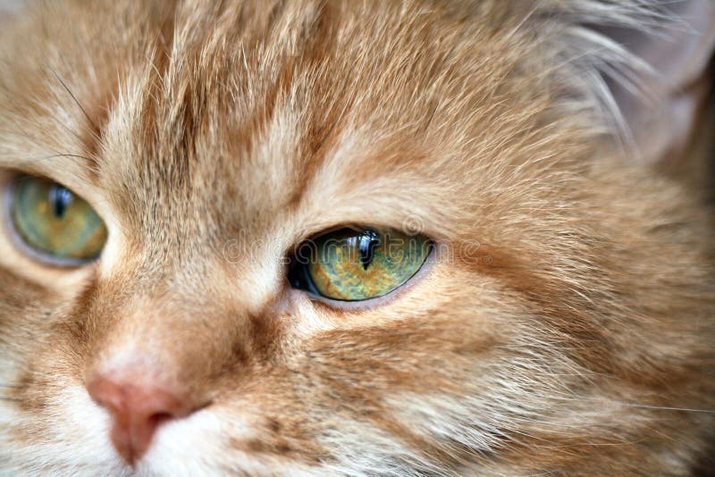 Ginger Cat stock photo. Image of home, comfort, ginger 34518588