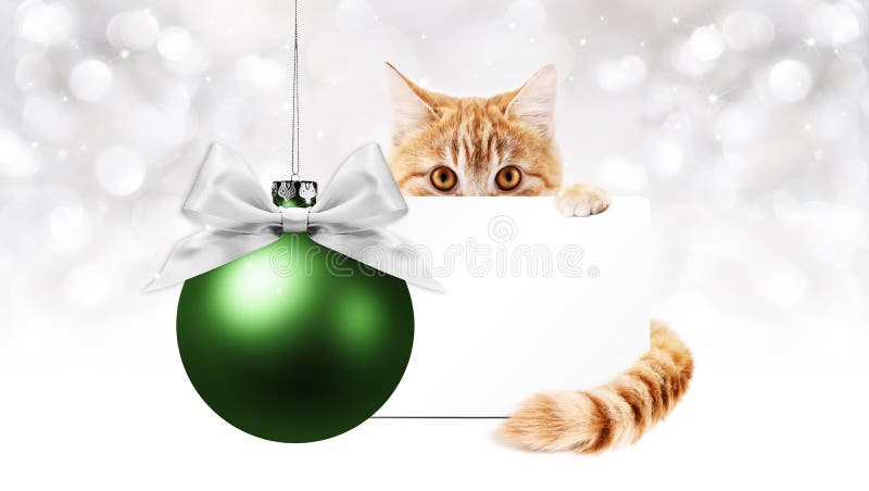 Ginger cat and green christmas ball with gift greeting card, template copy space stock photo