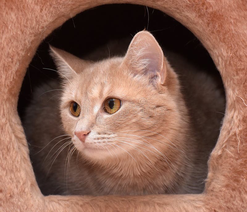 Ginger cat stock image. Image of ginger, light, animal 66234537