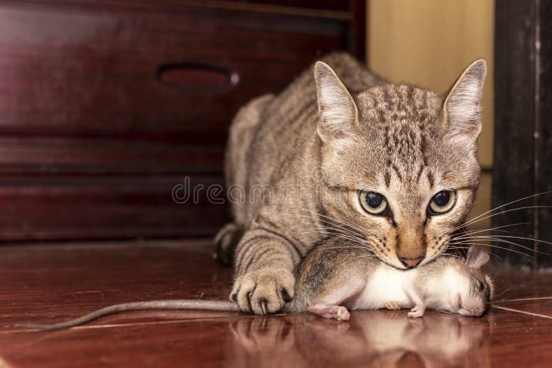 cat catching mouse