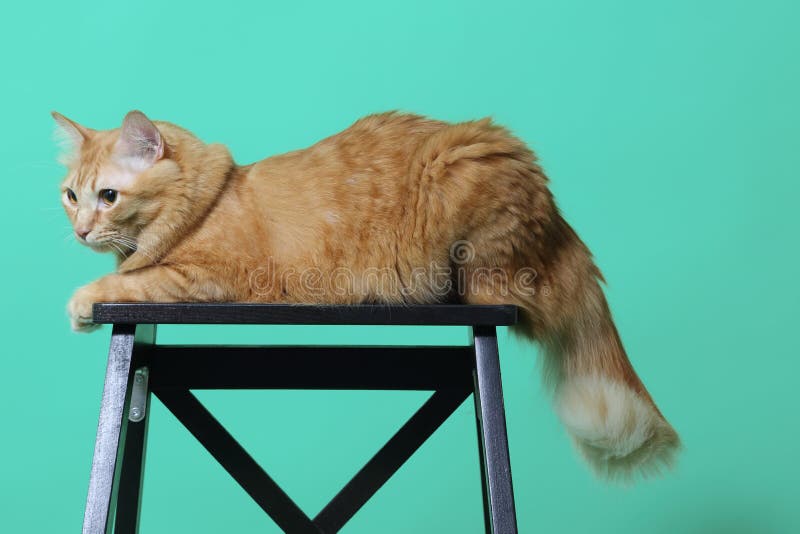 Ginger Cat fotografia stock