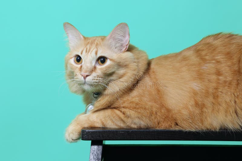 Ginger Cat fotografie stock libere da diritti