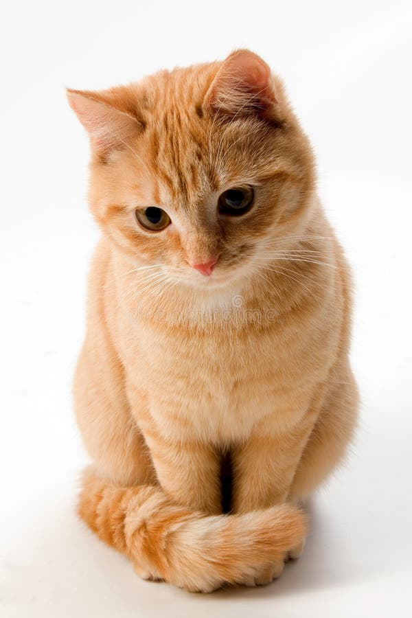 Ginger Cat Isolated On White Royalty Free Stock Photos - Image: 7962788