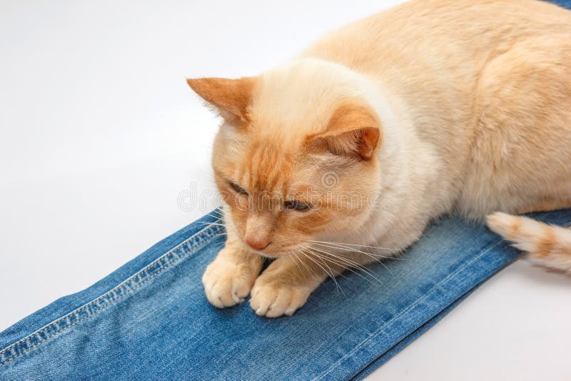 Ginger cat on jeans stock photo. Image of horizontal 52216514
