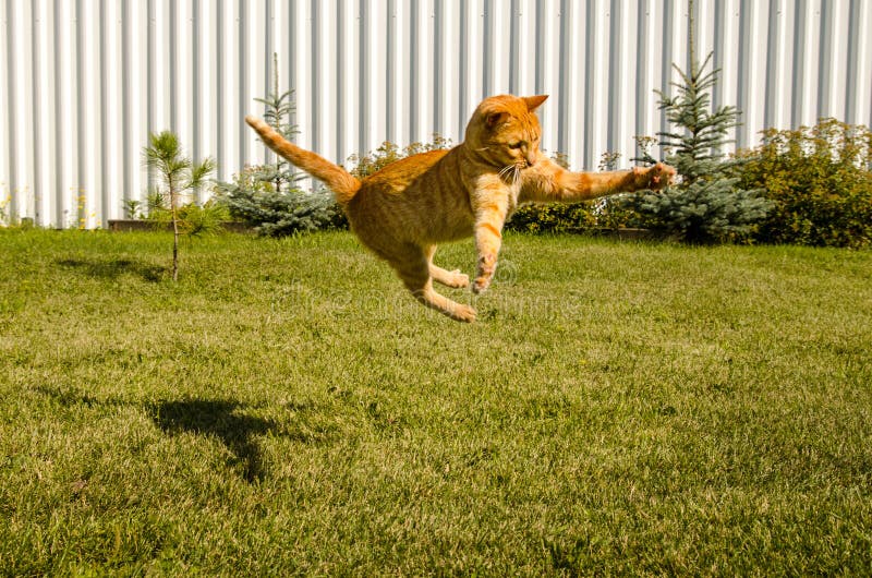 Ginger cat jumping on a green grass background